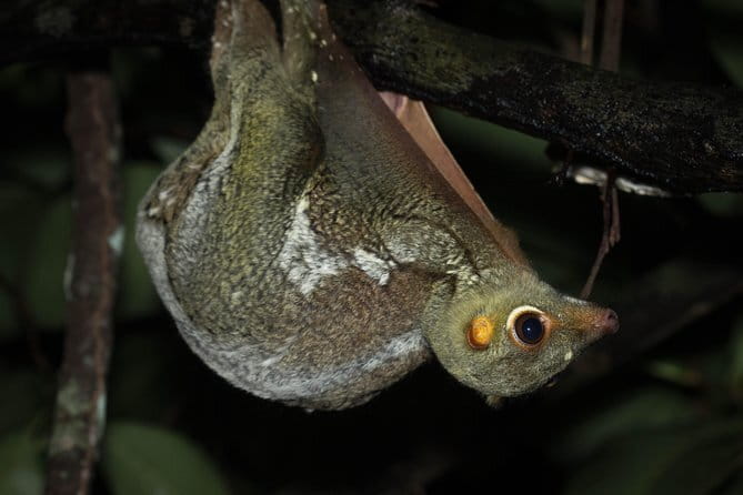 Explore a Rainforest teeming with Wildlife at Night! - Meeting at Chye Heng Orchid Garden at 8pm