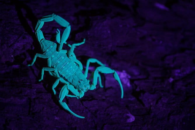 Explore a Rainforest teeming with Wildlife at Night! - Who will enjoy this night walk most