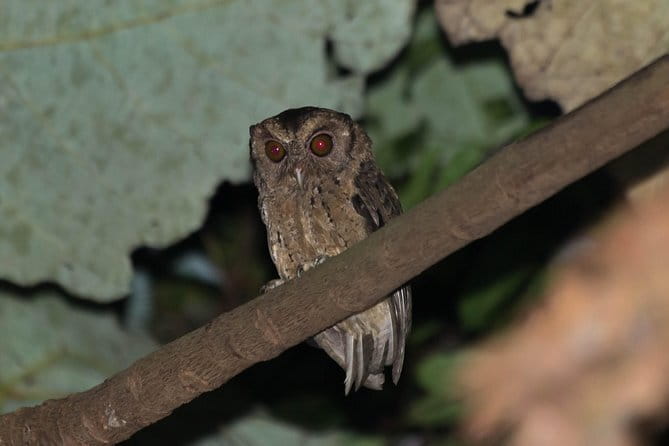 Explore a Rainforest teeming with Wildlife at Night! - A slow 2.5-hour search through the forest