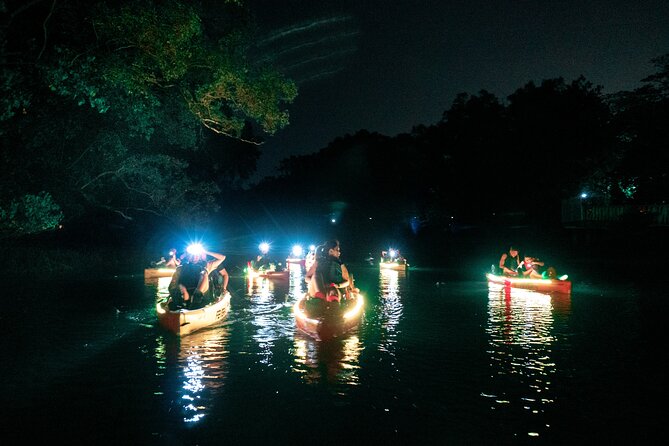 Glow Kayak Night Adventure in the Mangroves - What makes the mangrove habitat worth your evening