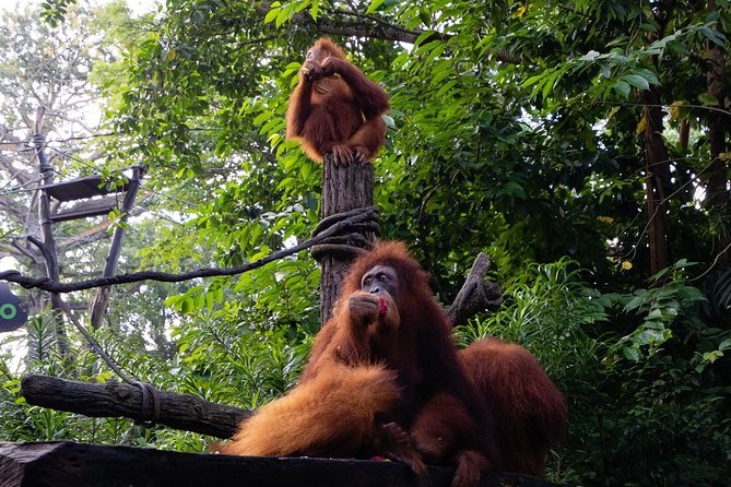 Morning at the Zoo with 1-way Transfer (Free & Easy) - Why the four-hour promise can feel short