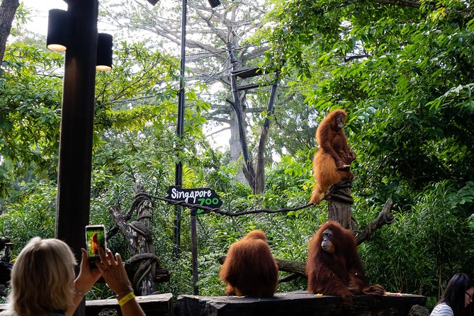 Morning at the Zoo with 1-way Transfer (Free & Easy) - Walking, weather, and group pace
