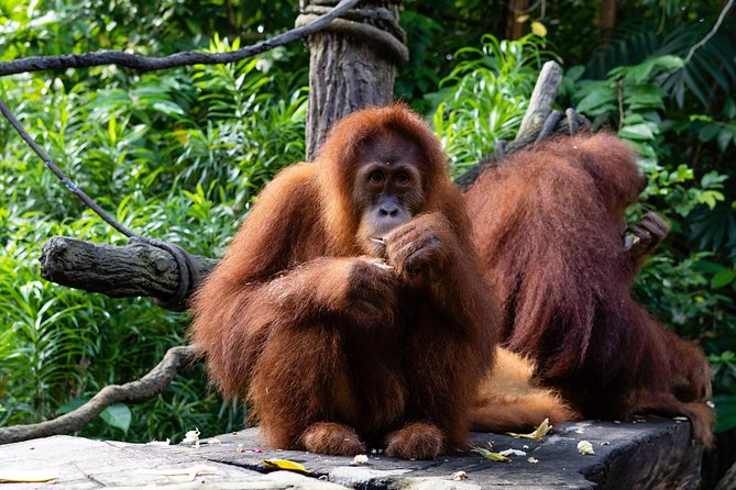 Morning at the Zoo with 1-way Transfer (Free & Easy) - Breakfast at Ah Meng Restaurant needs a careful check