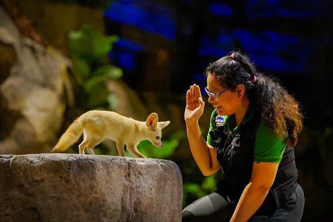 Night Safari Singapore Skip the Line Tickets with Tram Ride - A night among Singapore’s nocturnal animals