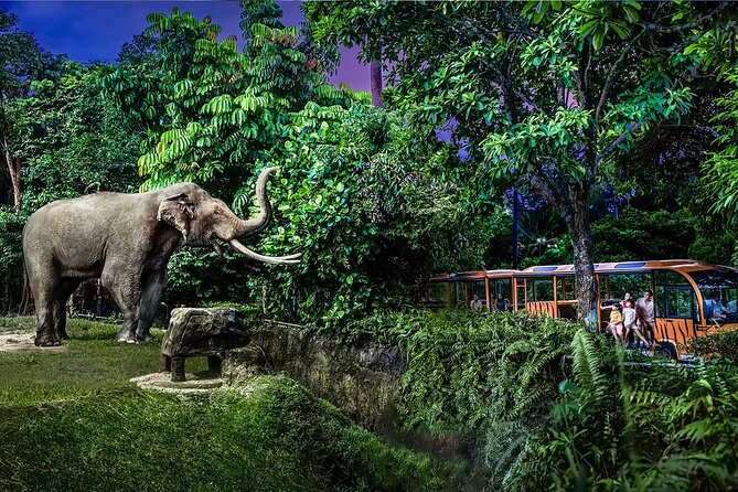 Night Safari Singapore Skip the Line Tickets with Tram Ride - Who will enjoy this evening most?