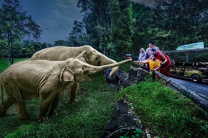 Night Safari Tickets with Tram Ride - Key points to know before you book