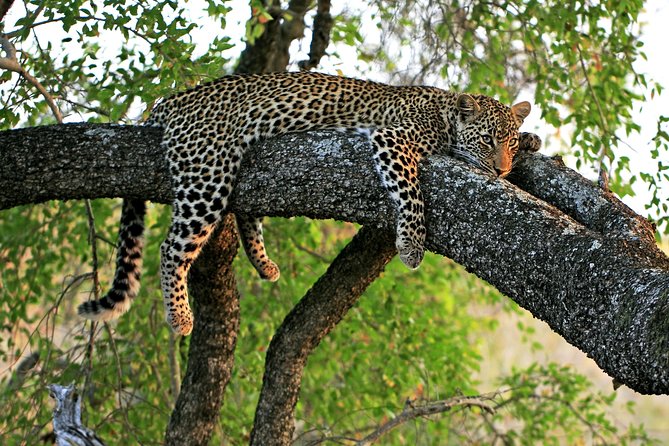 Night Safari Tour with Transfer - Key points to know before you go