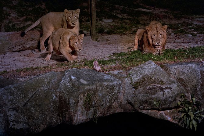 Night Safari Tour with Transfer - Walking the trails for closer animal views