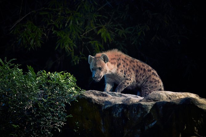 Night Safari Tour with Transfer - Is the $101.40 price fair?