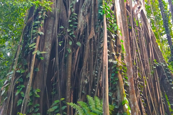 Private Tour Singapore Botanic Garden (UNESCO) - Starting at Botanic Gardens Train Station