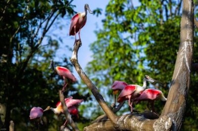 Bird Paradise