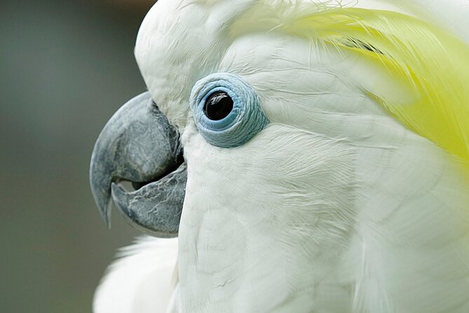 Singapore: Bird Paradise Entry Ticket - Key points to know before you go