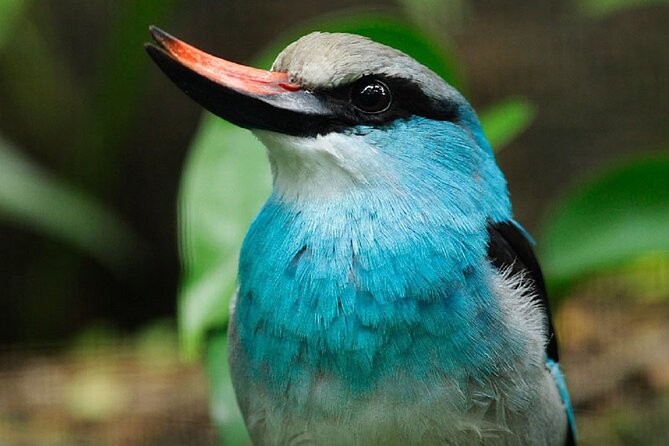 Singapore: Bird Paradise Entry Ticket - A 50-acre home for 5,000 birds