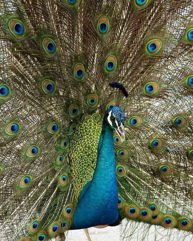 Singapore: Bird Paradise Entry Ticket - Conservation beyond the bird displays