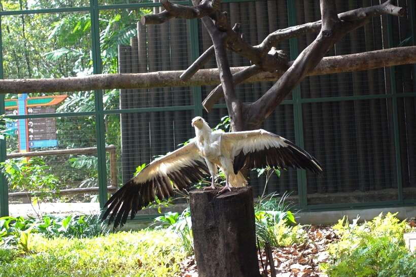 Singapore: Bird Paradise Entry Ticket - Is the $39 ticket good value?