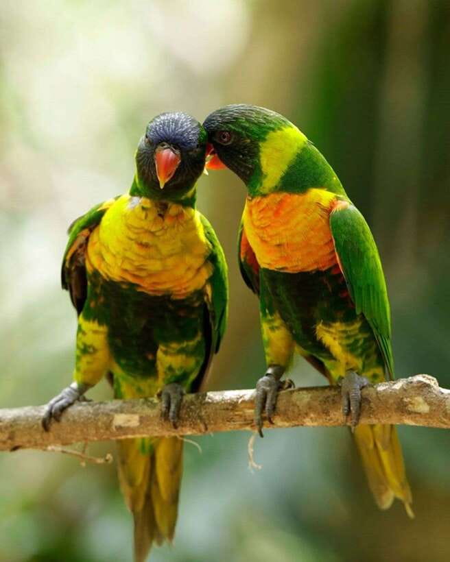 Singapore: Bird Paradise Entry Ticket - Practical planning for your visit