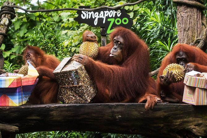 Singapore Bird Paradise & Zoo Full Day (Ticket & Transfer ) - Starting at Singapore Zoo with open animal habitats
