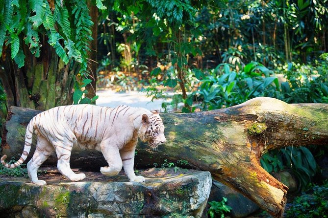 Singapore Bird Paradise & Zoo Full Day (Ticket & Transfer ) - The transfer is the main convenience