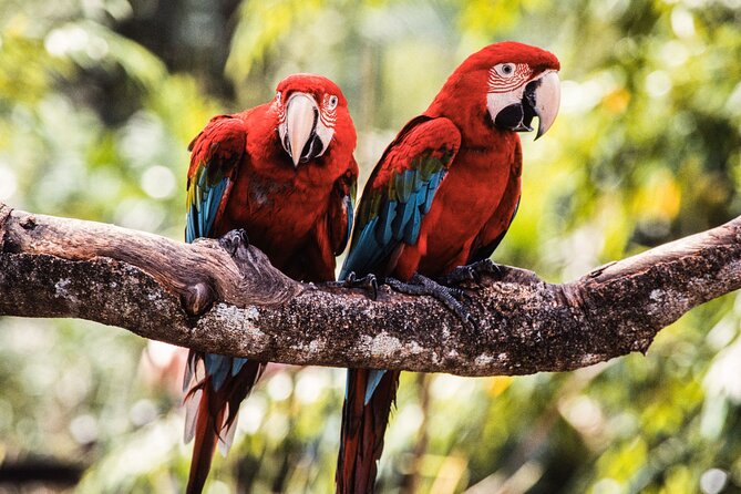 Singapore Bird Paradise & Zoo Full Day (Ticket & Transfer ) - Tips for making the day run well