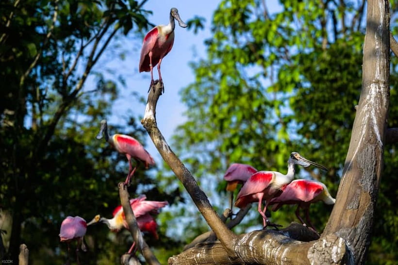 Singapore: Bird Paradise - Asian hornbills, spoonbills, and quieter corners