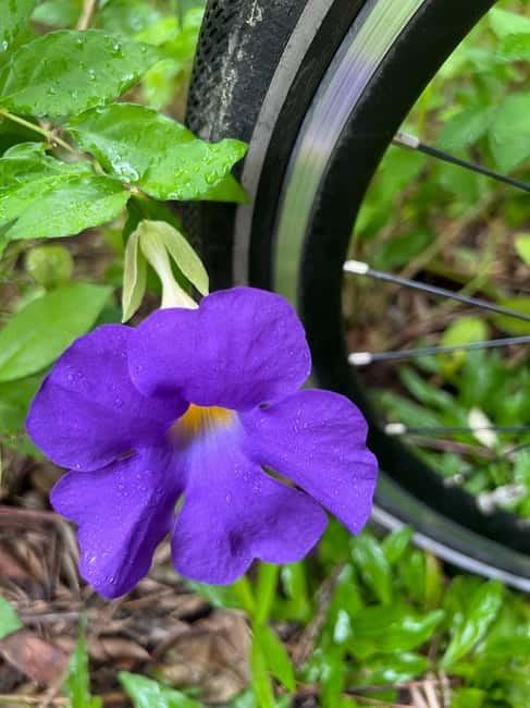 Singapore Brompton Bike Tour from Rail Corridor, with food! - Guide, language, and pace
