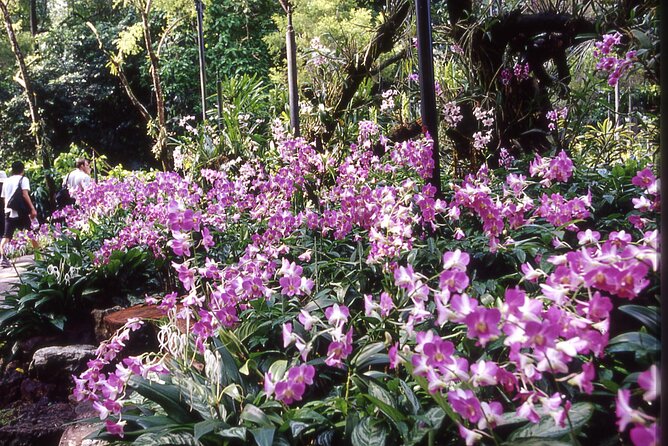 Singapore: National Orchid Garden Admission Ticket - Is the $7.77 ticket good value?