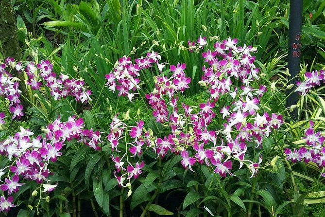 Singapore: National Orchid Garden Admission Ticket - Who will enjoy this most?