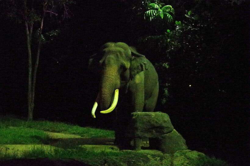 Singapore: Night Safari Singapore Entry Ticket + Tram Ride - Key points to know before you go