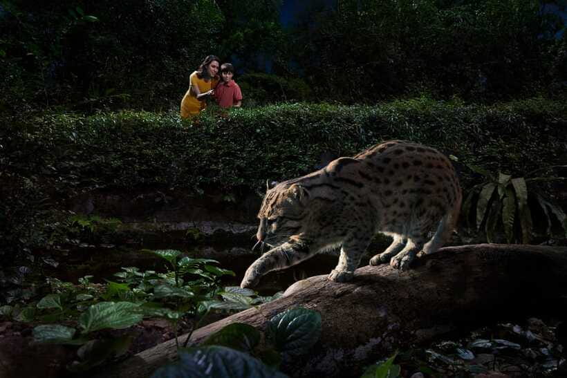 Singapore: Night Safari Singapore Entry Ticket + Tram Ride - Creatures of the Night brings the park to life