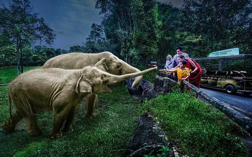 Singapore: Night Safari Singapore Entry Ticket + Tram Ride - Is the $45 ticket good value?