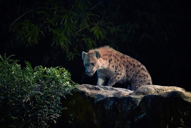 Singapore Night Safari Ticket Experience - What $46 gets you, and where value becomes uncertain