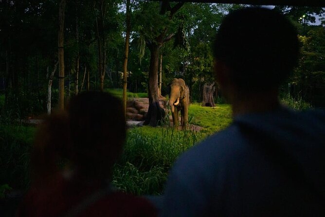 Singapore Night Safari Ticket Experience - Should you book the Singapore Night Safari?