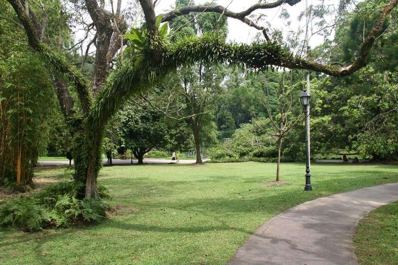 Singapore: Private Tour with a Driver - Southern Ridges and MacRitchie Reservoir for fresh air