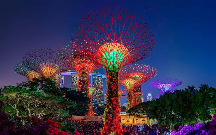 The Supertrees lit up over Gardens by the Bay after sunset