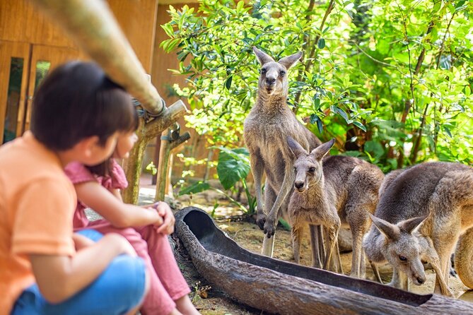 Singapore Zoo Entry Ticket - Family activities beyond the animal exhibits