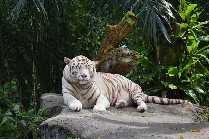 Singapore Zoo & Night Safari Day ( Tickets & Transfer ) - The 1:00 pm start and ride to Mandai