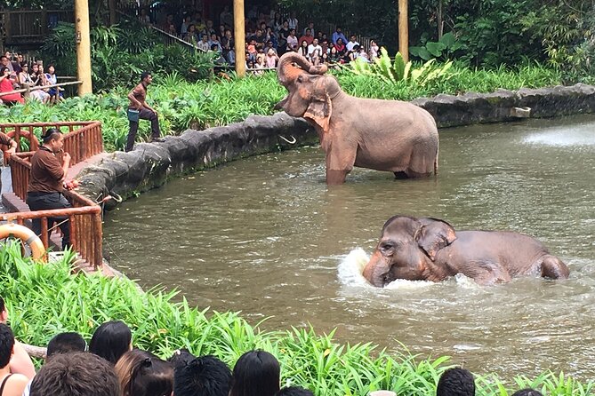 Singapore Zoo & Night Safari Day ( Tickets & Transfer ) - Tram rides, trails, and the right pace